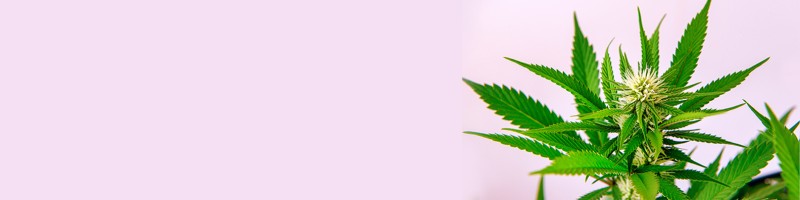The Comprehensive Guide to auto flower seeds