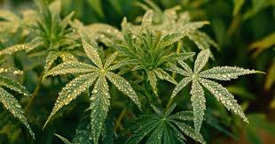 The Comprehensive Guide to auto flower seeds